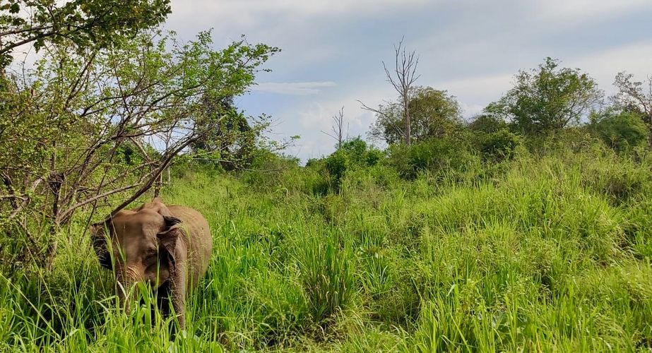 Olifant gespot in Yala NP Olifant gespot in Yala NP